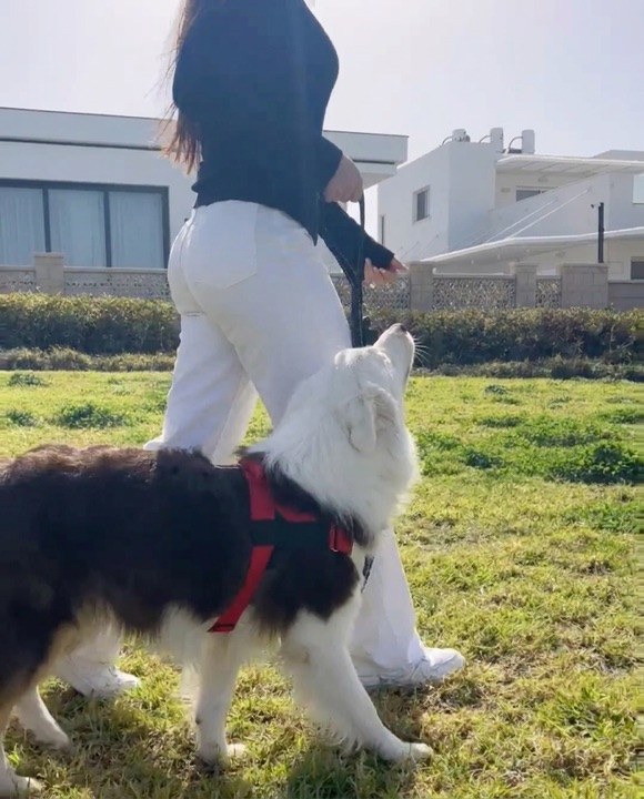 Dog looking up at owner example